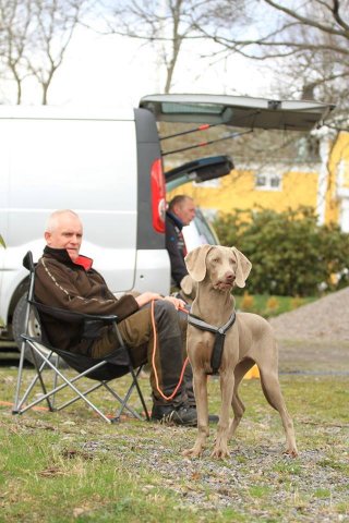 Weimaraner