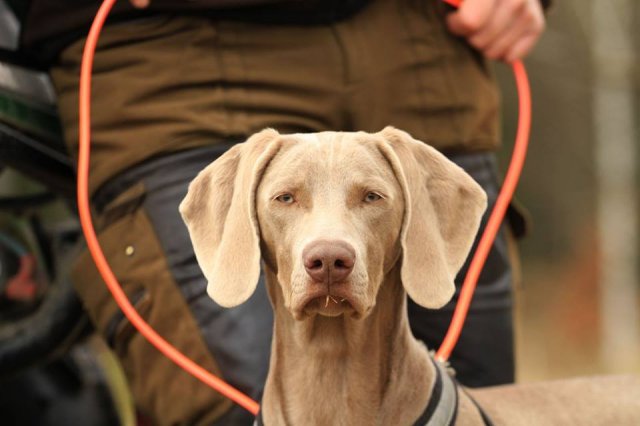 Weimaraner