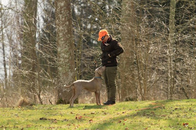 Weimaraner