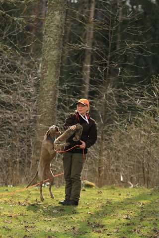 Weimaraner