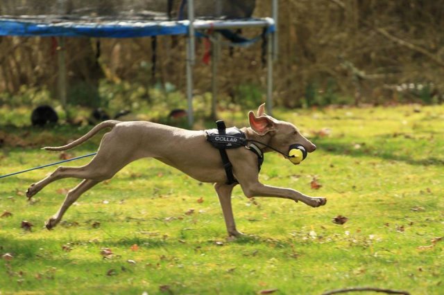 Weimaraner