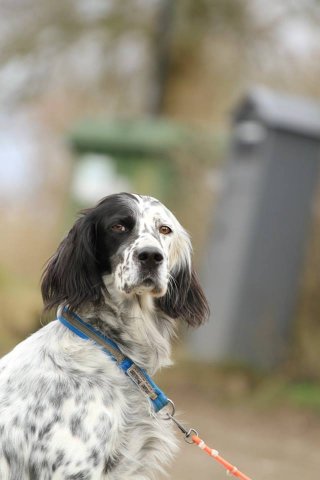 Setter