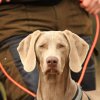 Weimaraner