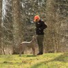 Weimaraner
