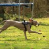 Weimaraner