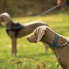 Weimaraner
