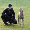 Weimaraner